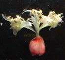 Pistil with ovary and 3 fimbriate stigmas